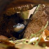 Peekaboo!