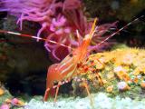 Shrimp