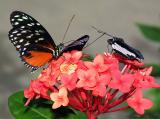 Soccer Butterflies