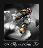 A Fly and his Pet