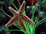 I star, You star, We all Star