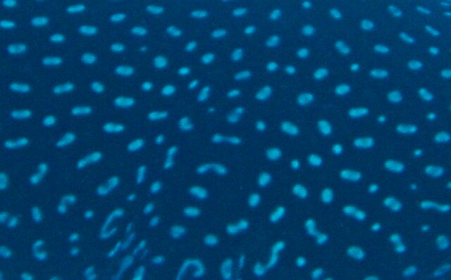 spots