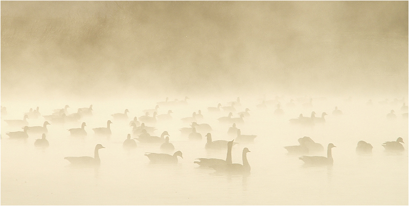 Morning Mist 2