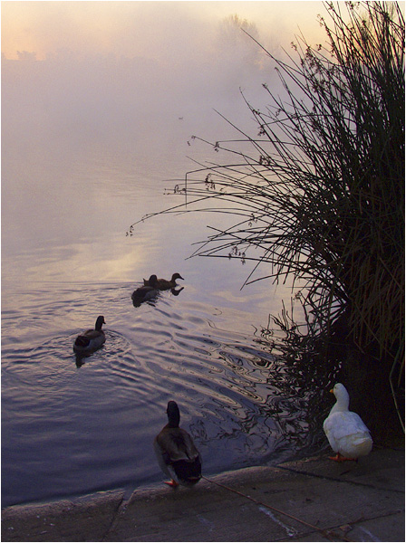 Early Morning Swim