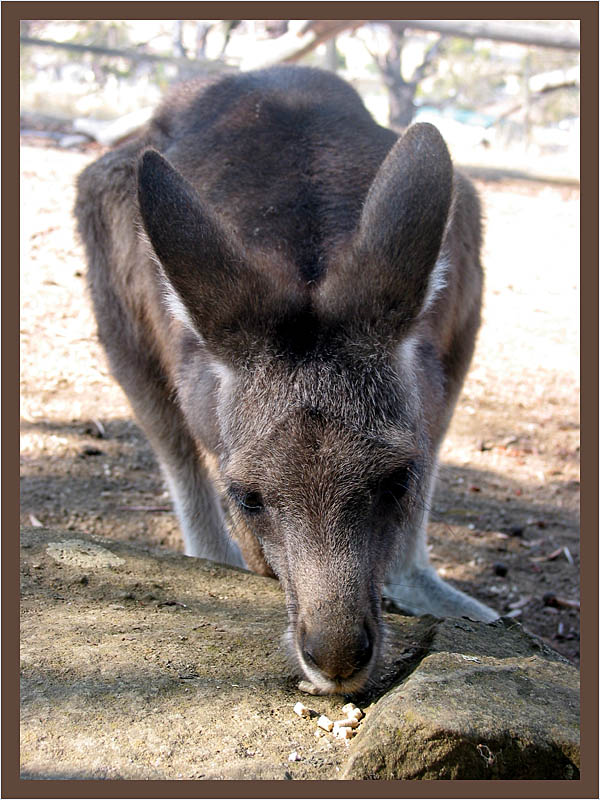 Roo