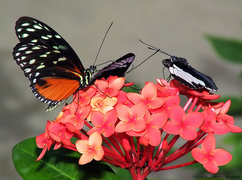 Soccer Butterflies