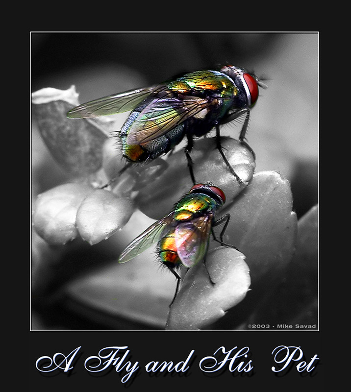 A Fly and his Pet