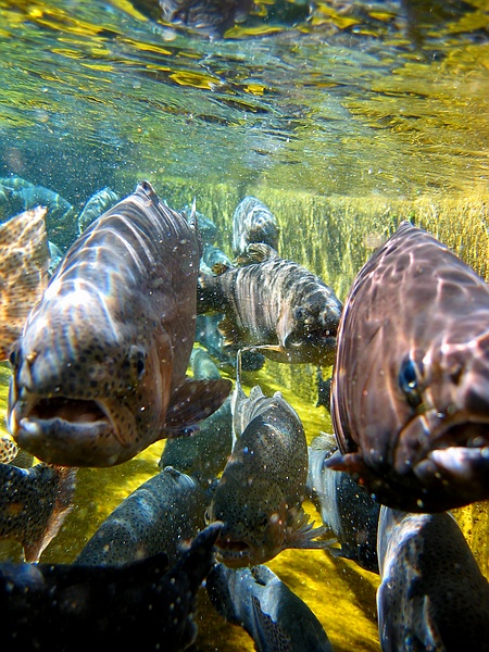 Fish