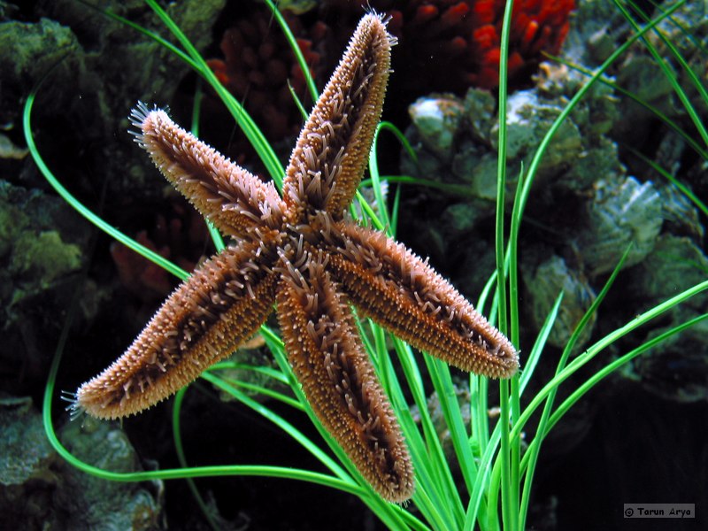 I star, You star, We all Star