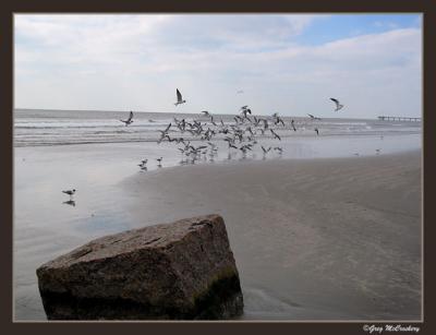 Taking Flight.jpg