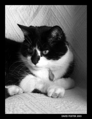 u22/dav4184/medium/15601256.martybwpic1.jpg