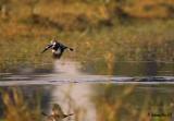 PiedKingfisher5.jpg