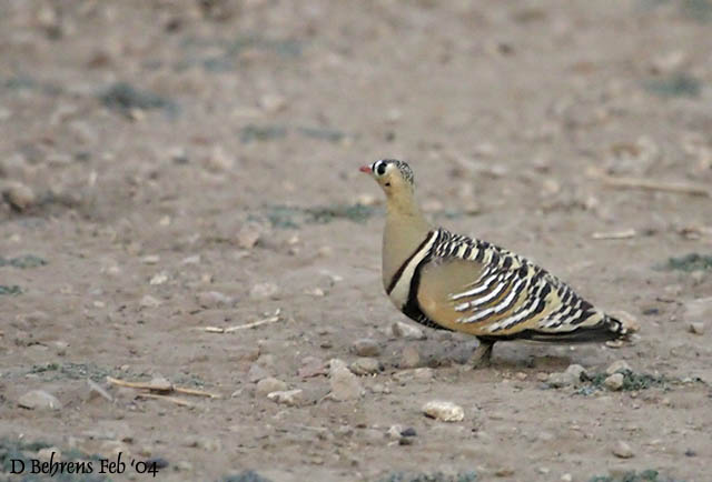 Painted Sandgrouse.jpg