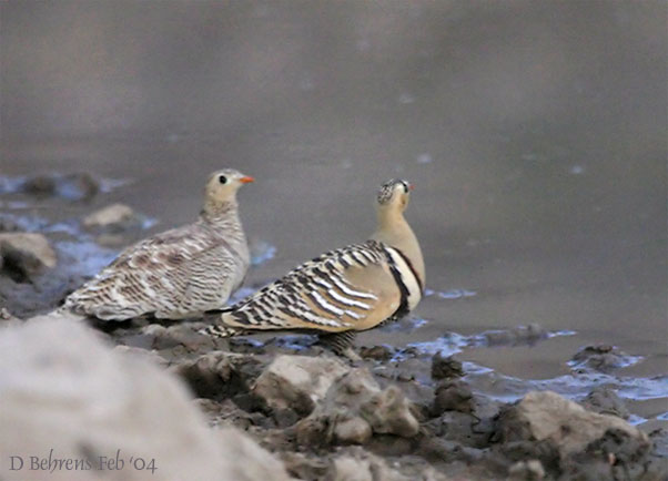 Painted Sandgrouse pair.jpg
