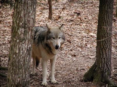 wolf Bays Mountain Tennessee