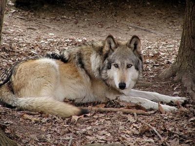 wolf Bays Mountain Tennessee