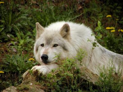 wolf Mesker Zoo Evansville