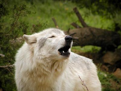 wolf Mesker Zoo Evansville