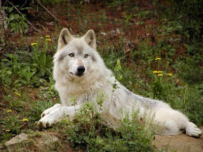 wolf Mesker Zoo Evansville