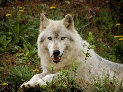 wolf Mesker Zoo Evansville