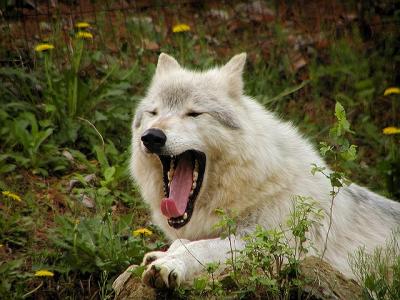 wolf Mesker Zoo Evansville