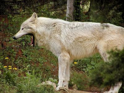 wolf Mesker Zoo Evansville