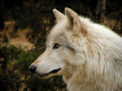 wolf Mesker Zoo Evansville