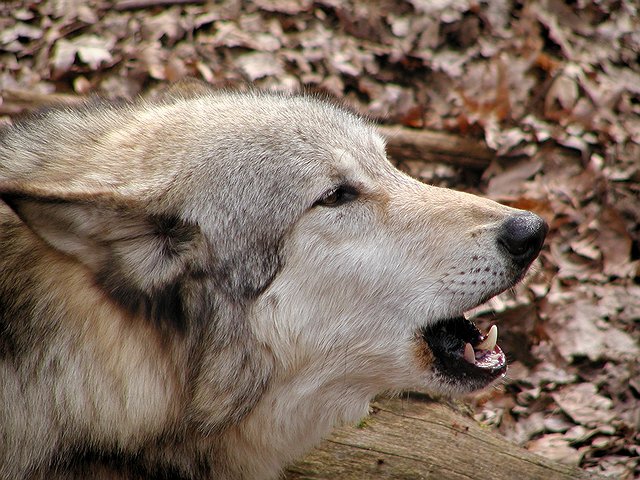 wolf Bays Mountain Tennessee