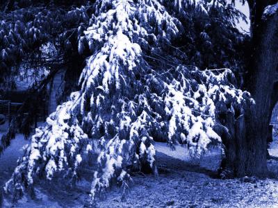 First Snow.jpg