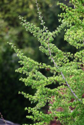 IMG_2160_softbacklighting.JPG