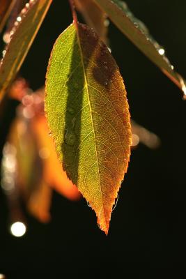 DSCF2047_Backlit Rose Leaf.JPG