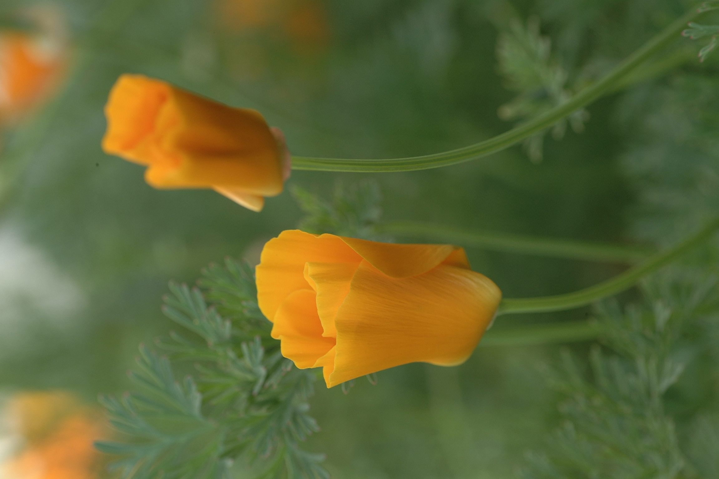 DSCF0032.JPG
