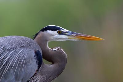 Everglades Heron.jpg