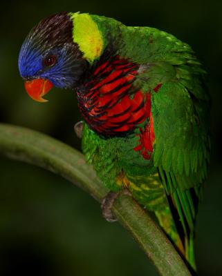 Lorikeet.jpg