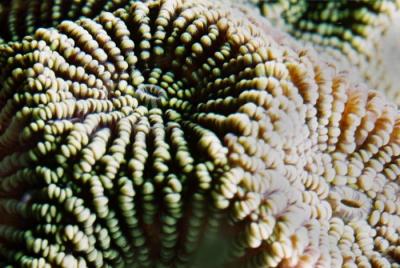 蜂巢石珊瑚的近攝