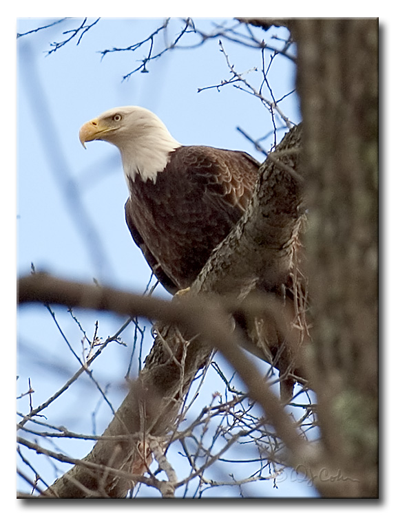 DSC_5217b750.jpg