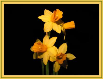 First Greetings From Spring