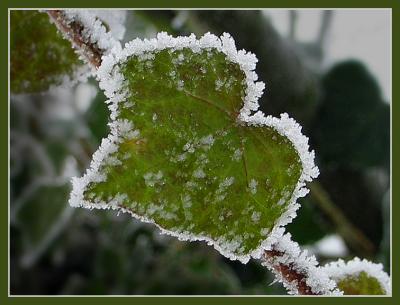Frozen Heart