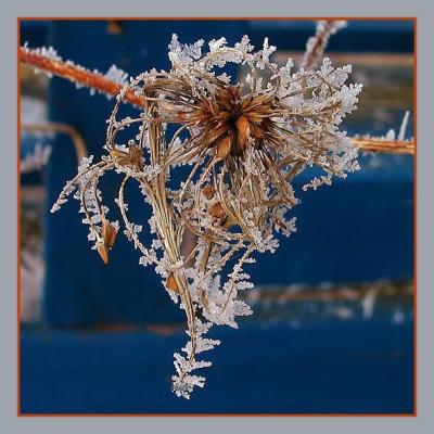 Hoar Frost on Last Summer's Clematis
