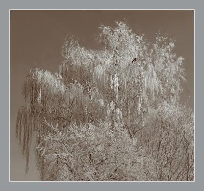 Winter Mood
