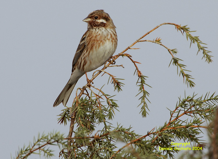 Pine Bunting (Emberiza leucocephalos)
