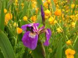 Wild Iris in buttercup field