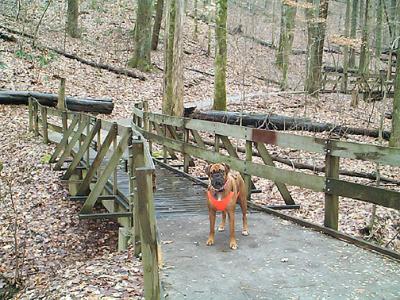 Biscuit guards the bridge