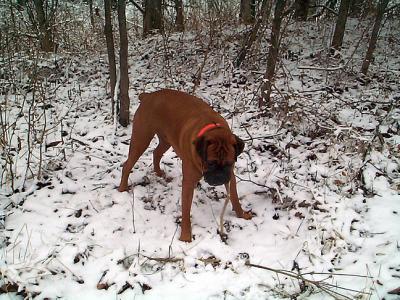 Biscuit eats a tree