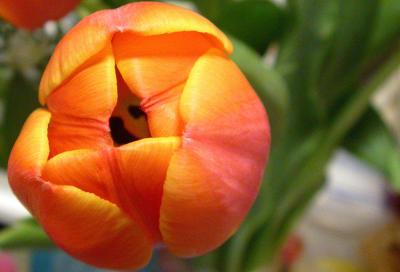 tulip.jpg