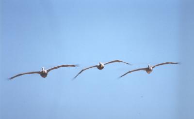 Pelicans - Flying in Formation.jpg