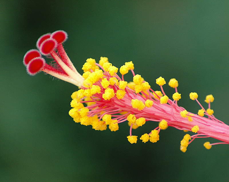 11/04 Winner - Hibiscus