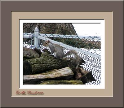 Squirrel2.jpg