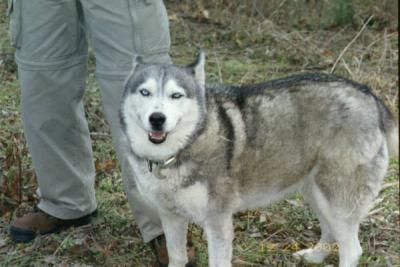 This wolf (Chase - wonder how she got her name) is owned by a neighbor ... hope she likes cats