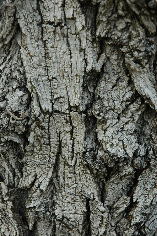Bark